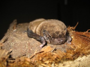 Leisler's bat on bark