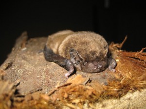 Leisler&#039;s bat on bark