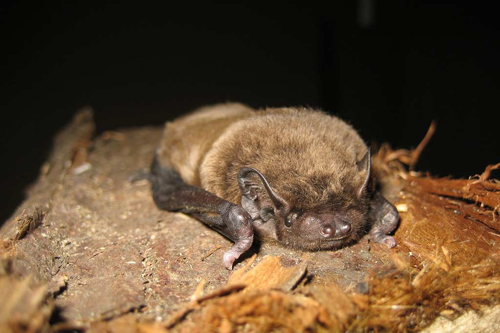 Contact Hopkirk & Russ Bat Ecology Hopkirk & Russ Bat Ecology